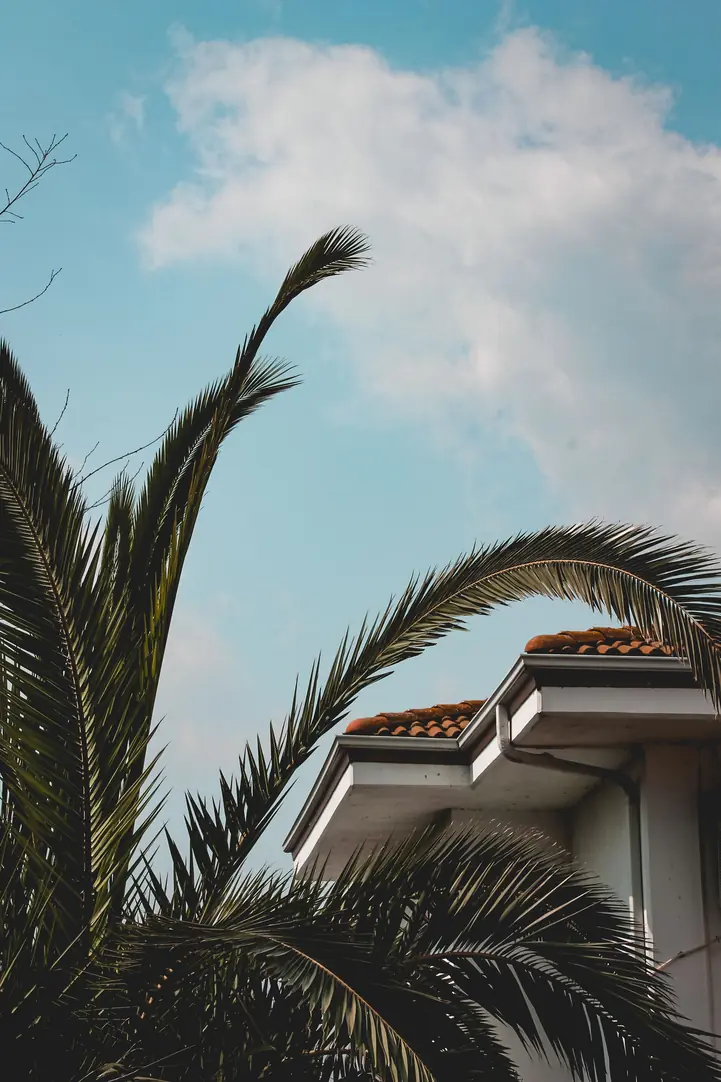 Palme de cocotier devant le faîtage d'une maison sous un ciel clair